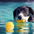 Dog Toy Water-Floating Ball