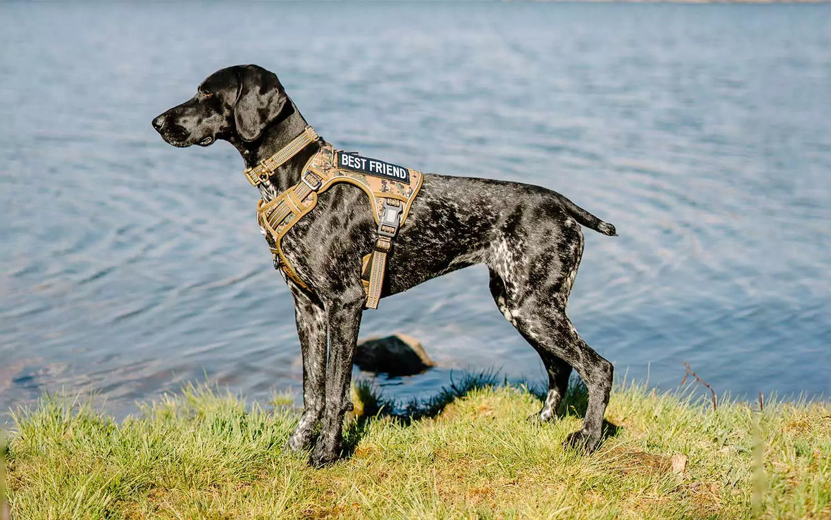 The Auroth No-Pull Dog Harness is 's Best-Kept Secret