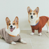 Dog Sweatshirts without Hoods