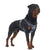 Training Harness