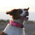 Personalized Tactical Dog Collar