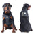 Auroth Best Tracking & Training Harnesses for Large Dogs, Quality K9 Gear